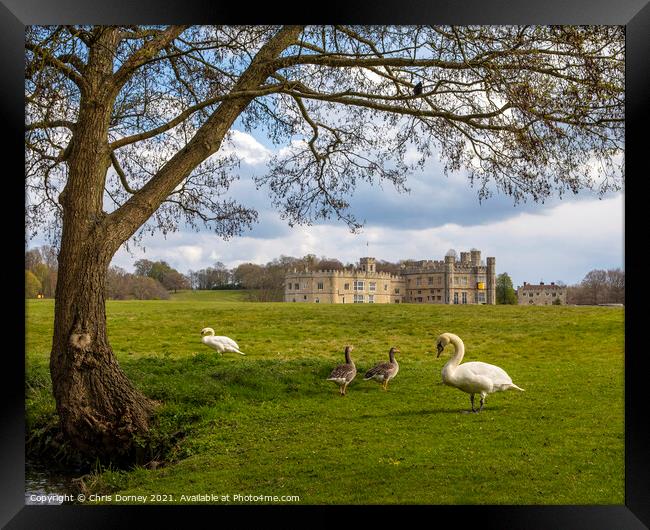 Swans and Geese at Leeds Castle in Kent, UK Framed Print by Chris Dorney