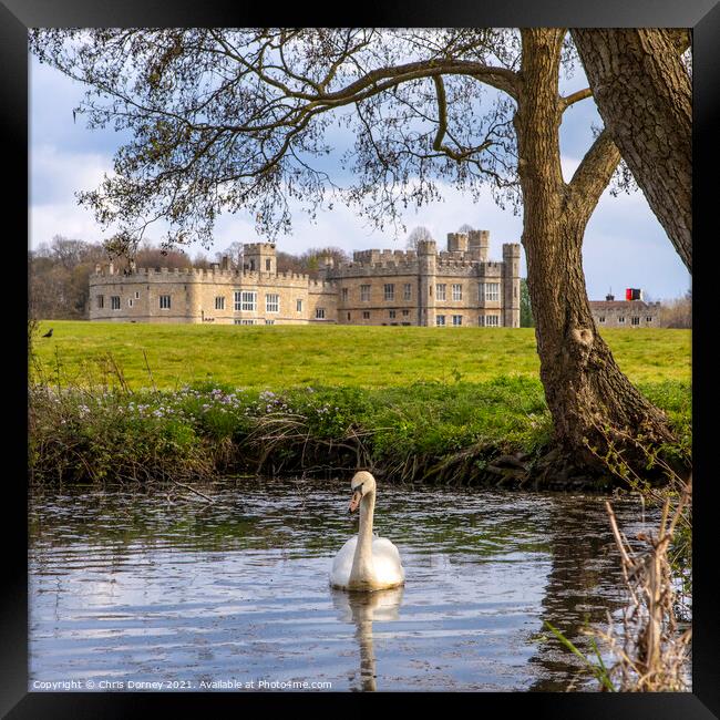 Swan at Leeds Castle in Kent, UK Framed Print by Chris Dorney