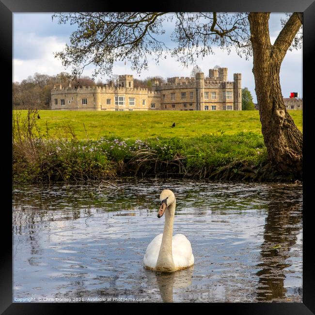 Swan at Leeds Castle in Kent, UK Framed Print by Chris Dorney