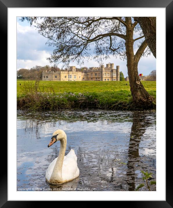 Swan at Leeds Castle in Kent, UK Framed Mounted Print by Chris Dorney