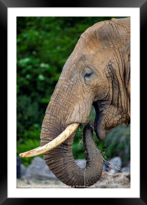 Elephant Framed Mounted Print by Chris Dorney