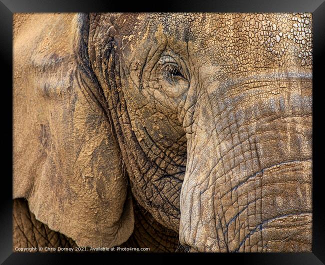 Close-up of an Elephant Framed Print by Chris Dorney