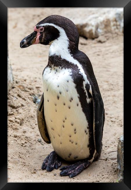 African Penguin Framed Print by Chris Dorney