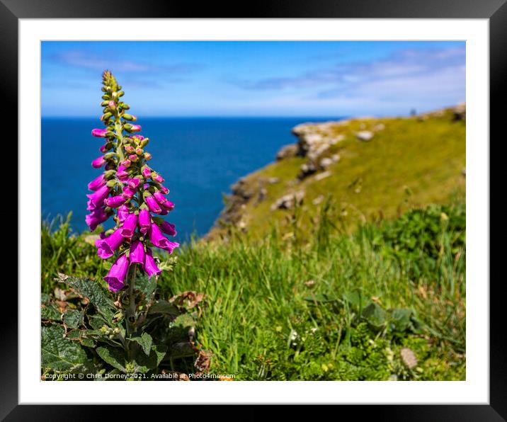 Foxglove Flowers at Tintagel Castle in Cornwall, UK Framed Mounted Print by Chris Dorney