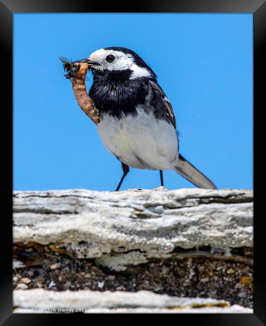 Pied Wagtail Bird in Cornwall Framed Print by Chris Dorney