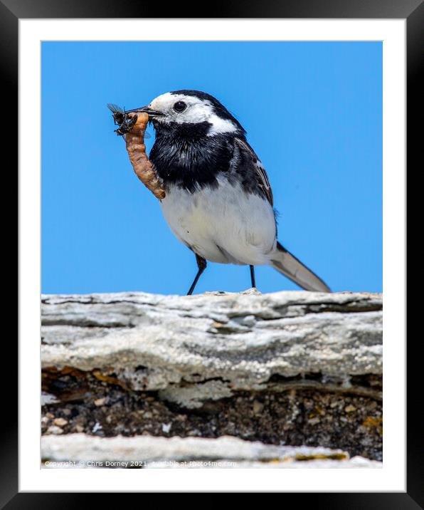 Pied Wagtail Bird in Cornwall Framed Mounted Print by Chris Dorney