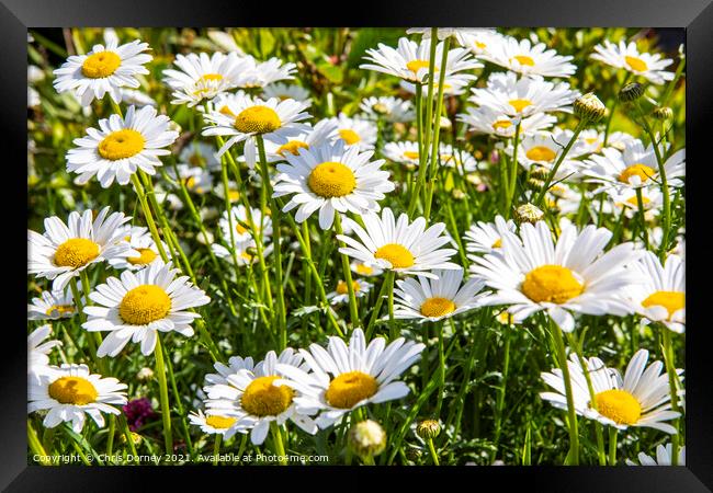 Wild Flowers Framed Print by Chris Dorney