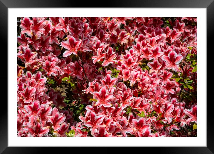 Rhododendrons Framed Mounted Print by Chris Dorney