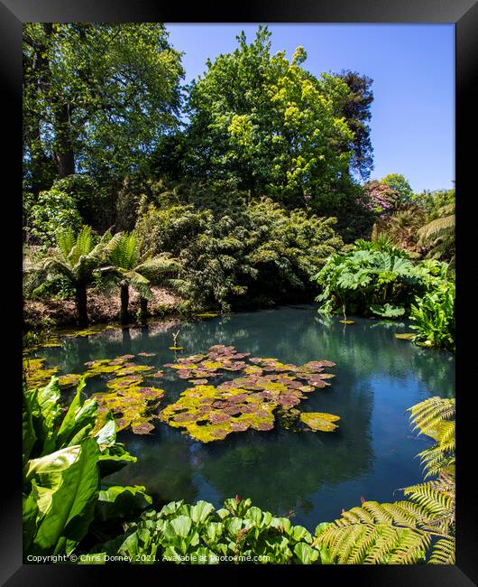 The Jungle at the Lost Gardens of Heligan in Cornwall, UK Framed Print by Chris Dorney