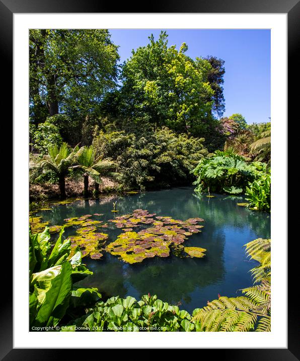The Jungle at the Lost Gardens of Heligan in Cornwall, UK Framed Mounted Print by Chris Dorney