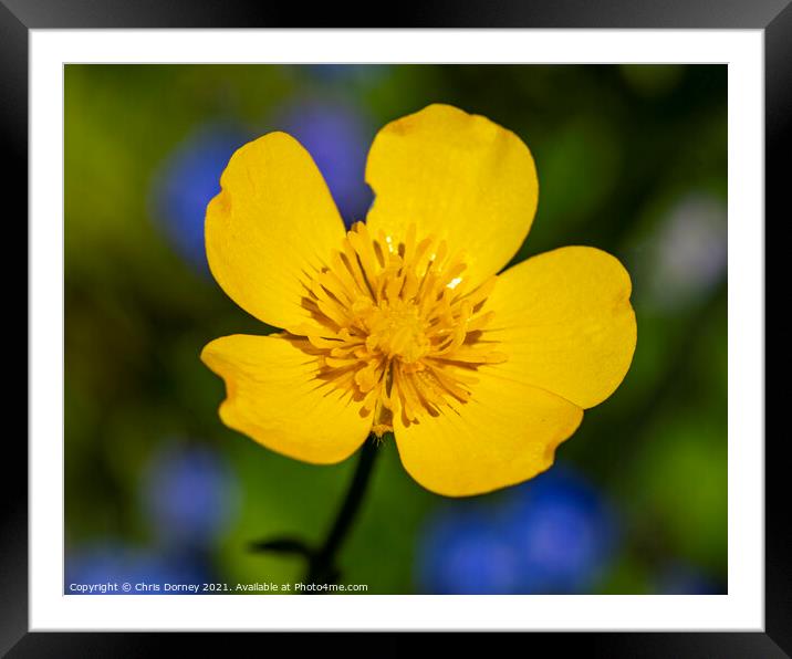 Creeping Buttercup Framed Mounted Print by Chris Dorney