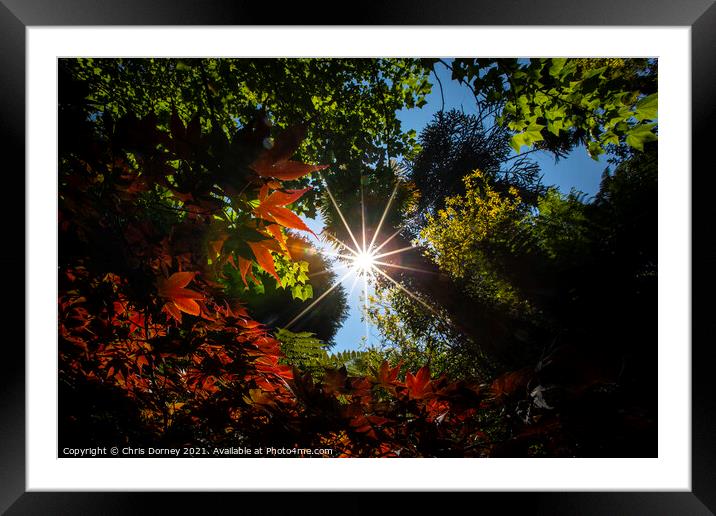 Sunlight Breaking Through the Trees Framed Mounted Print by Chris Dorney