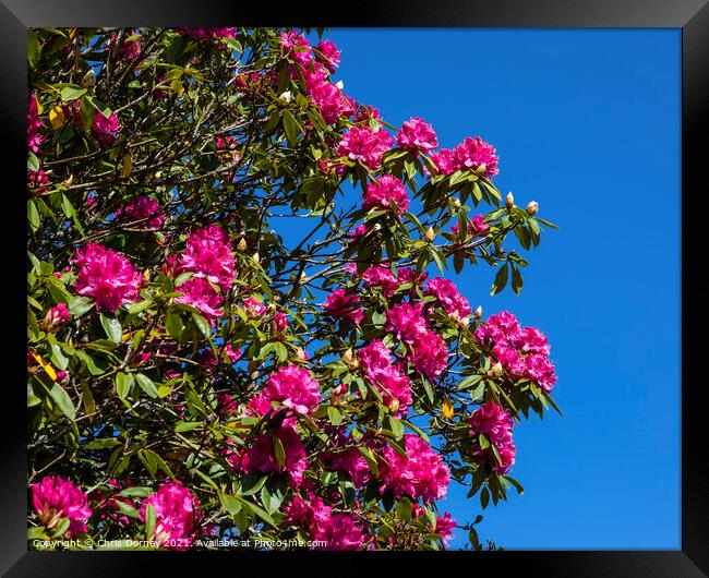 Pacific Rhododendron Framed Print by Chris Dorney