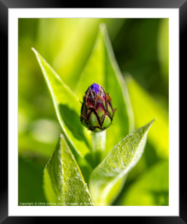 Aster Flower Bud Framed Mounted Print by Chris Dorney