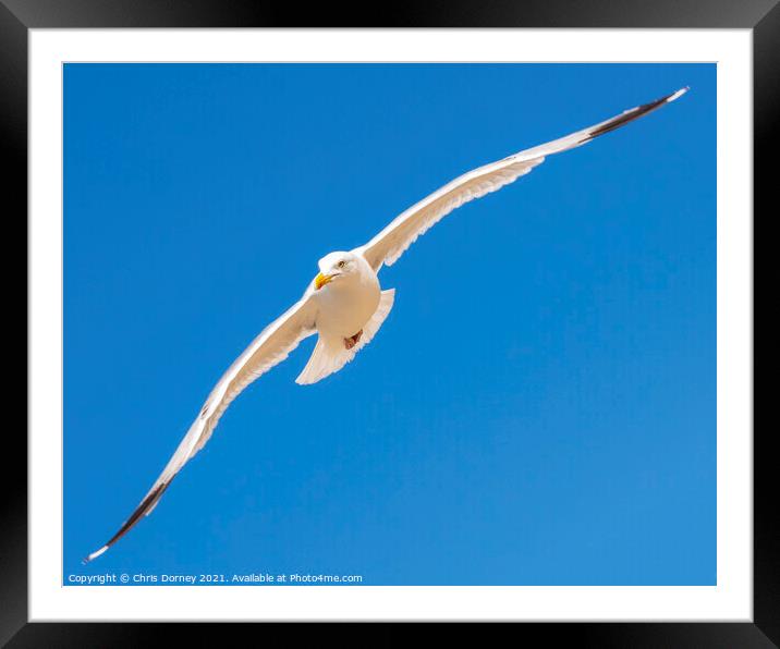 Flying Sea Gull Framed Mounted Print by Chris Dorney
