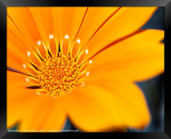 African Daisy Close-up Framed Print by Chris Dorney