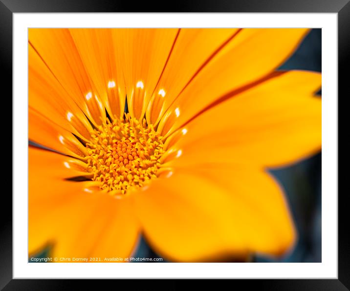 African Daisy Close-up Framed Mounted Print by Chris Dorney
