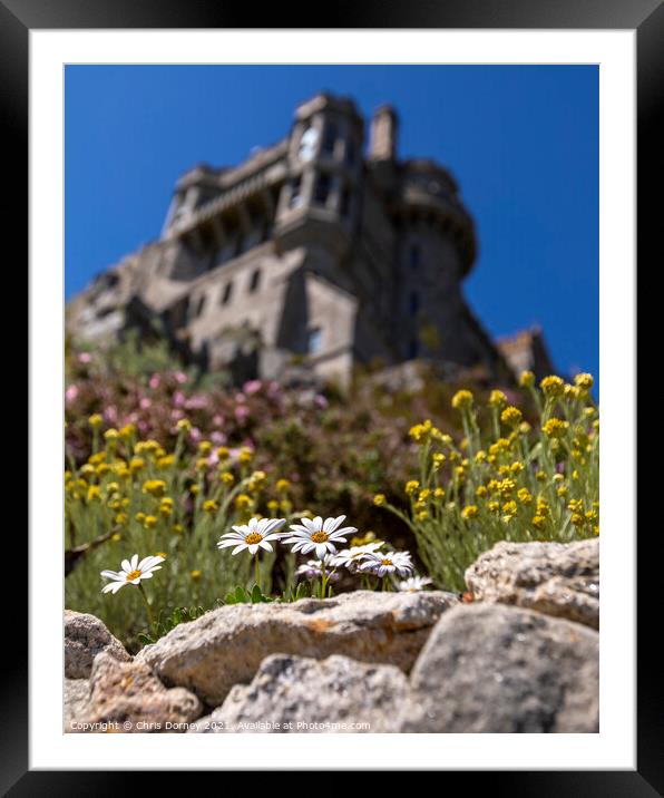 Daisies in Bloom at St. Michaels Mount in Cornwall, UK Framed Mounted Print by Chris Dorney