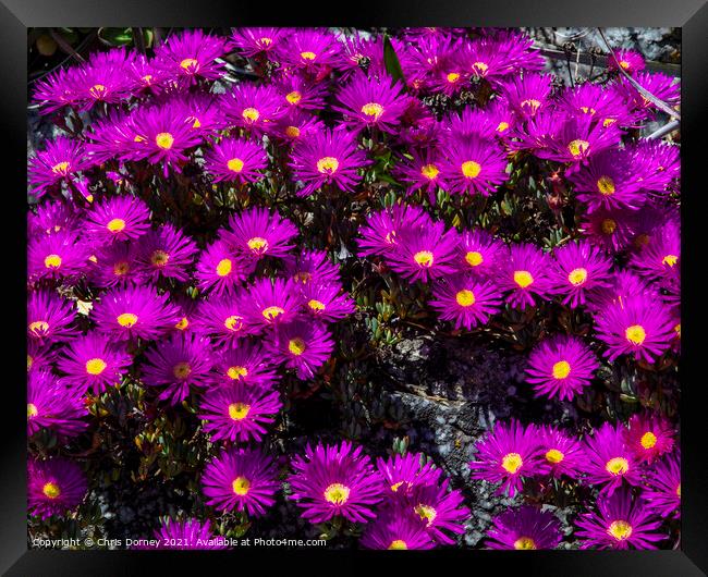 Alpine Aster Flowers at St. Michaels Mount in Cornwall Framed Print by Chris Dorney