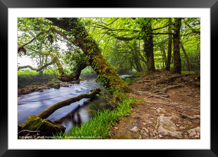 River Fowey in Cornwall, UK Framed Mounted Print by Chris Dorney