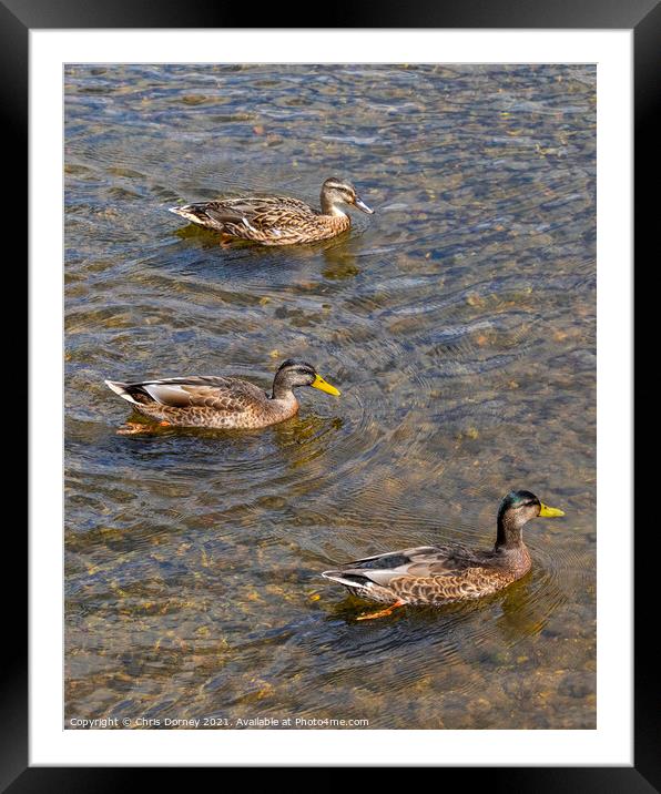 Ducks on the River Stour in Dedham, Essex Framed Mounted Print by Chris Dorney
