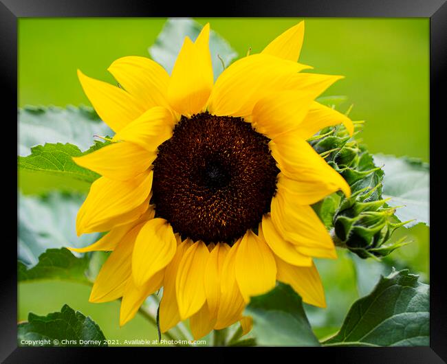 Sunflower Framed Print by Chris Dorney