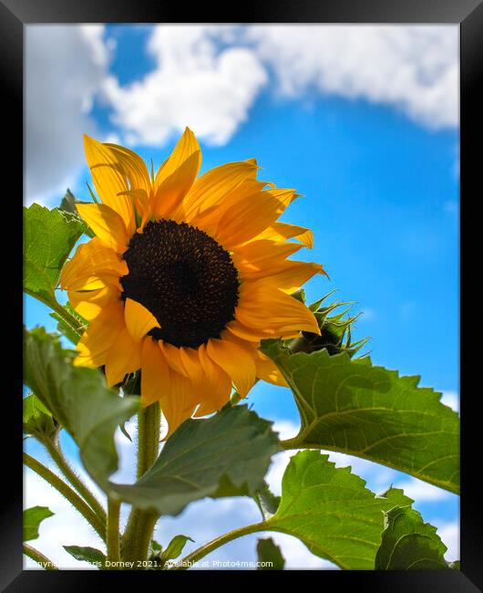 Sunflower Framed Print by Chris Dorney