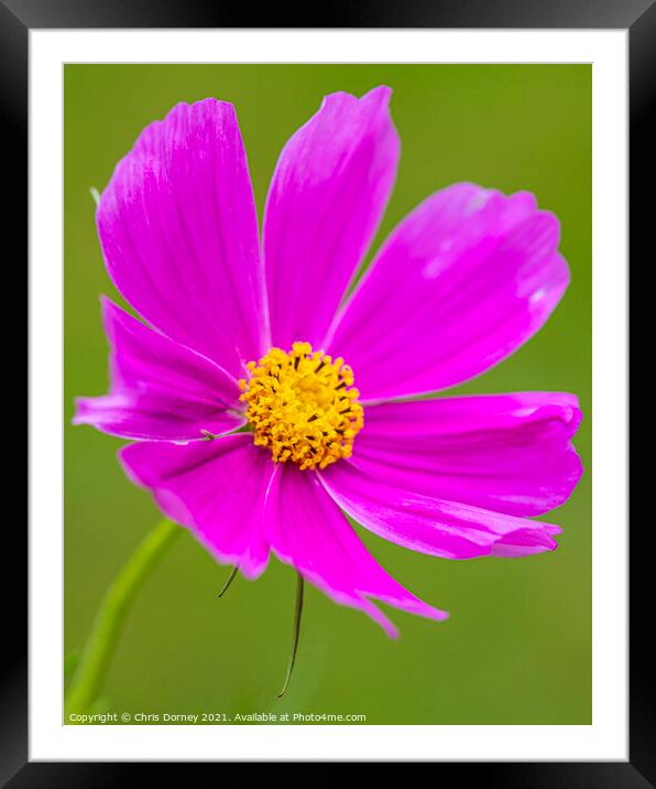 Garden Cosmos Flower Framed Mounted Print by Chris Dorney