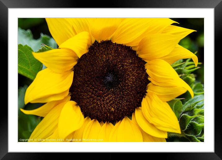 Sunflower Framed Mounted Print by Chris Dorney