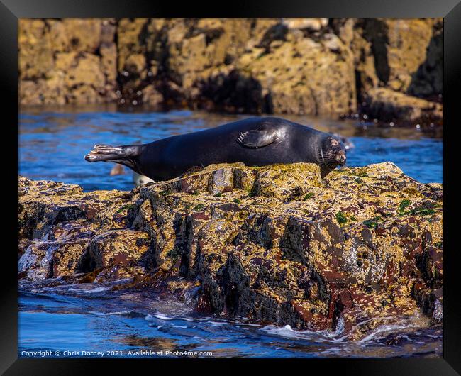 Seal on the Farne Islands in the UK Framed Print by Chris Dorney