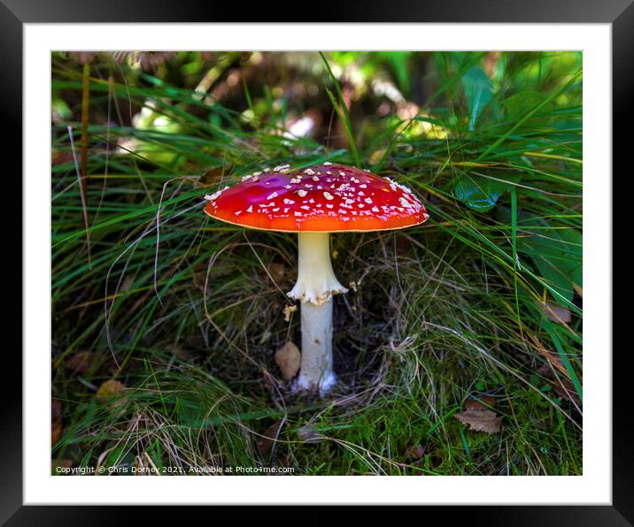 Fly Agaric or Amanita Muscaria Toadstool Framed Mounted Print by Chris Dorney