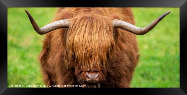 Highland Cow in Scotland, UK Framed Print by Chris Dorney