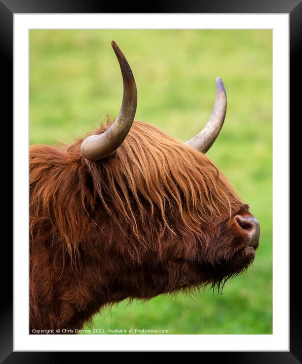 Highland Cow in Scotland, UK Framed Mounted Print by Chris Dorney