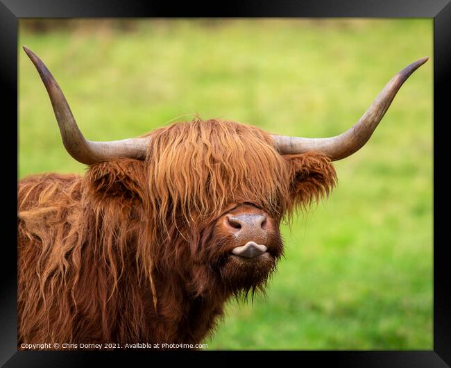 Highland Cow in Scotland, UK Framed Print by Chris Dorney