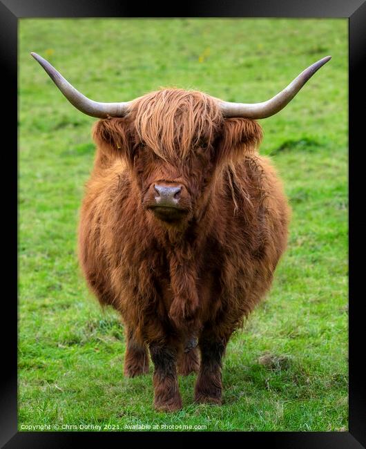 Highland Cow in Scotland, UK Framed Print by Chris Dorney
