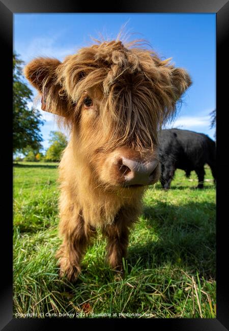 Highland Cattle Calf in Scotland, UK Framed Print by Chris Dorney