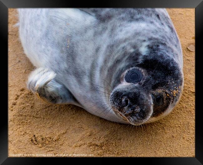Seal on Horsey Beach in Norfolk, UK Framed Print by Chris Dorney