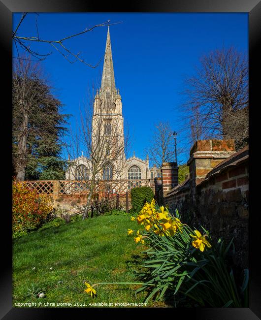 St. Marys Church and Daffodils in Saffron Walden, Essex, UK Framed Print by Chris Dorney