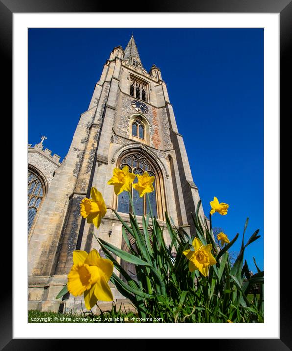 St. Marys Church and Daffodils in Saffron Walden, Essex, UK Framed Mounted Print by Chris Dorney
