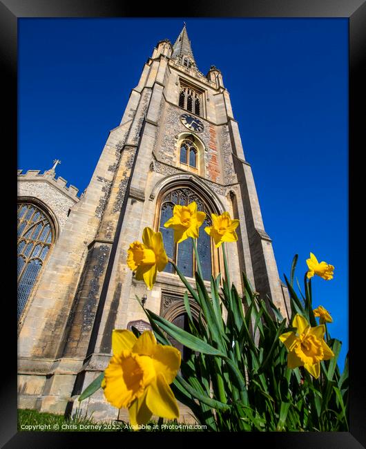 St. Marys Church and Daffodils in Saffron Walden, Essex, UK Framed Print by Chris Dorney