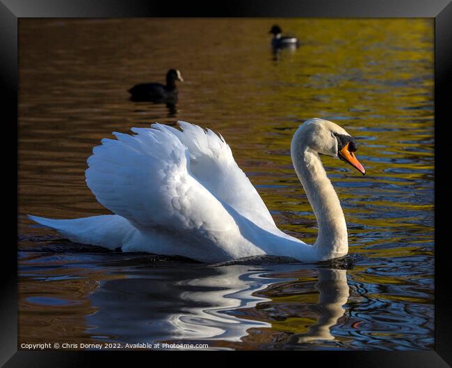 Swan in St. Jamess Park in London, UK Framed Print by Chris Dorney