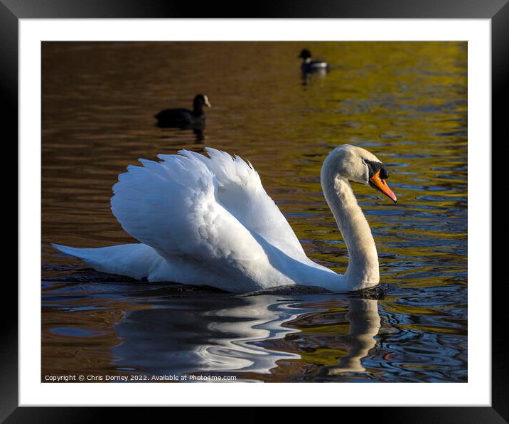 Swan in St. Jamess Park in London, UK Framed Mounted Print by Chris Dorney