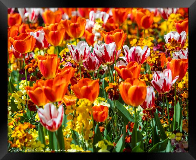 Tulips in Victoria Embankment Gardens in London, UK Framed Print by Chris Dorney