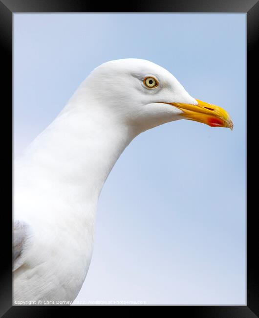 Seagull in Scarborough, North Yorkshire Framed Print by Chris Dorney