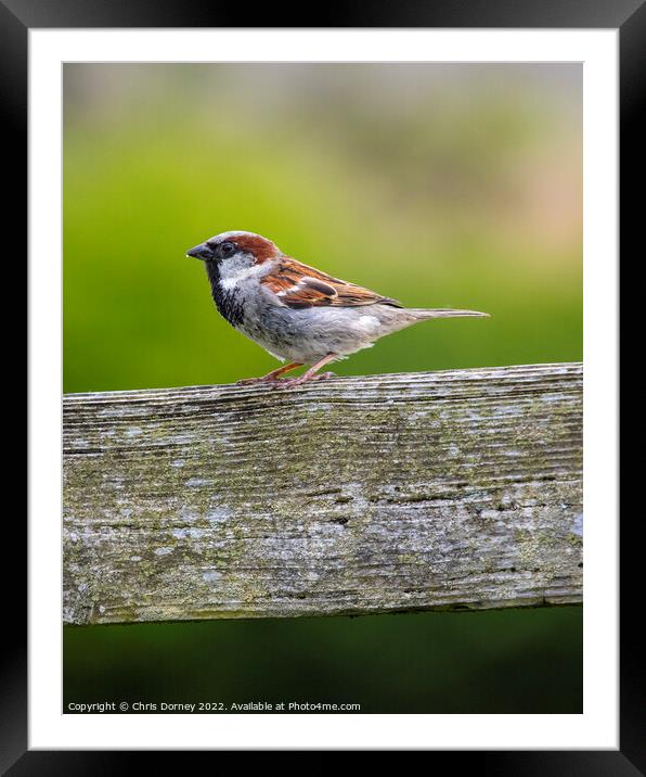 Sparrow Framed Mounted Print by Chris Dorney