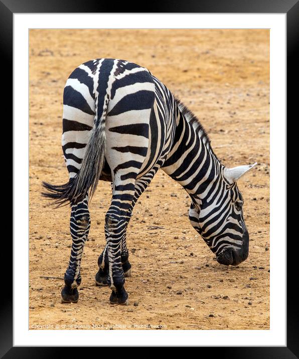Zebra Framed Mounted Print by Chris Dorney