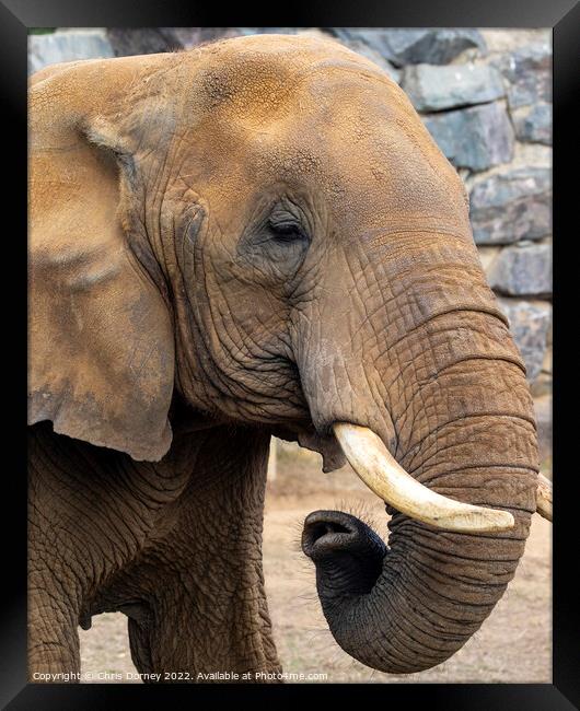 Close-up of an Elephant Framed Print by Chris Dorney