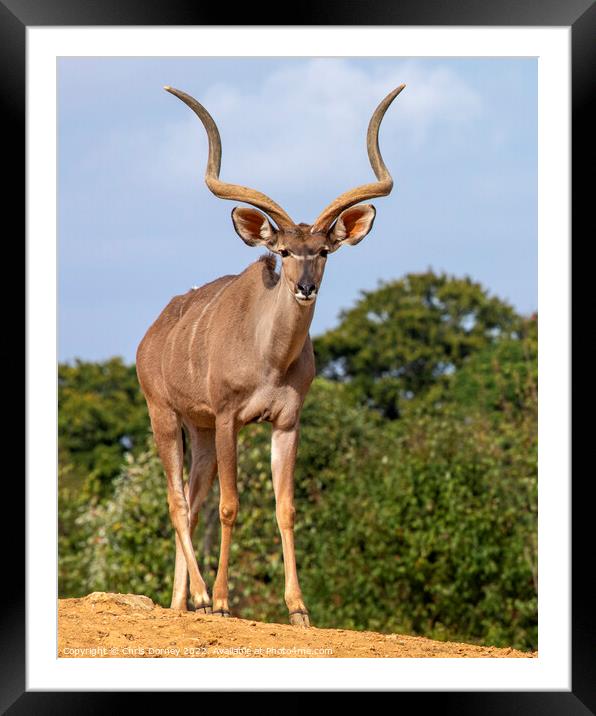Greater Kudu Framed Mounted Print by Chris Dorney
