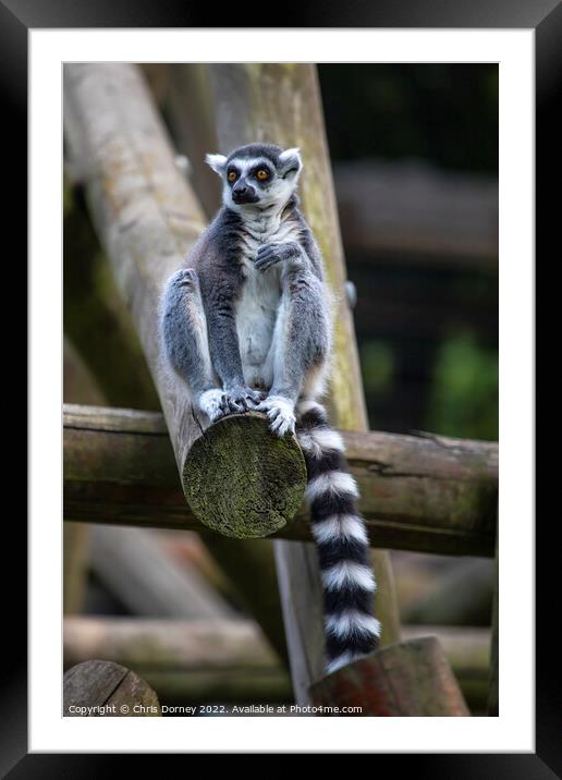 Ring-Tailed Lemur Framed Mounted Print by Chris Dorney