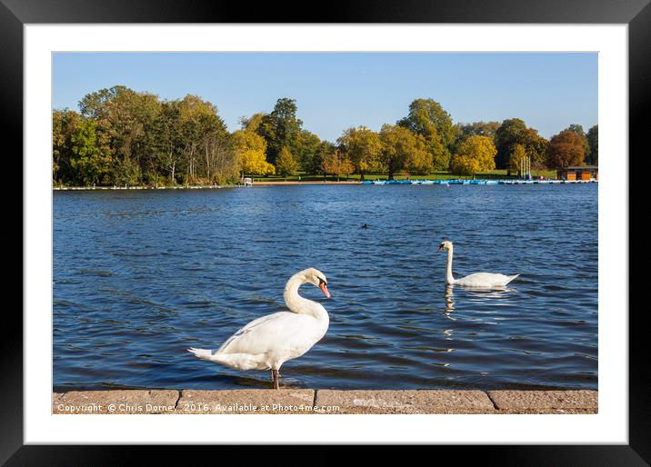 Swans in Hyde Park Framed Mounted Print by Chris Dorney